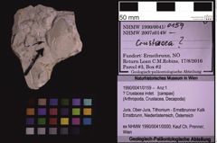 Foto (Objekt + Etiketten) von ? Crustacea indet. (NHMW-GEO-1990-0041-0159)